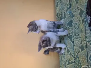 Donez pisicuțe  3luni