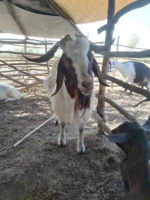 Tapi de vanzare trei buc