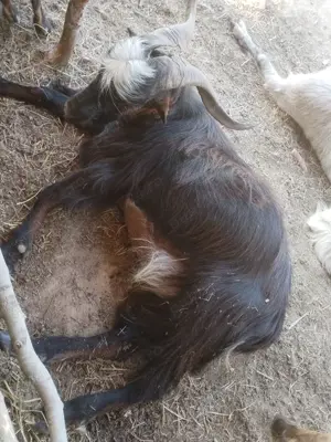 Tapi de vanzare trei buc - imagine 5