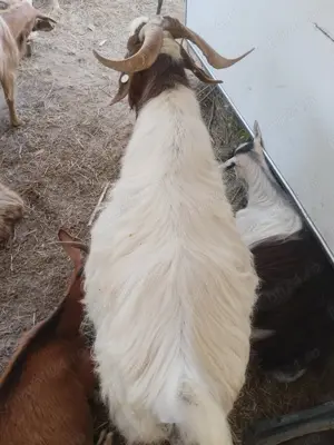 Tapi de vanzare trei buc - imagine 2