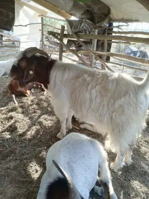 Tapi de vanzare trei buc - imagine 4