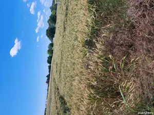 teren intravilan, 35 euro mp ușor negociabil  - imagine 2