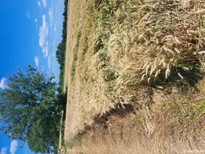 teren intravilan, 35 euro mp ușor negociabil  - imagine 4