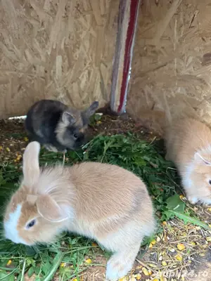 iepuras cap de leu - imagine 2