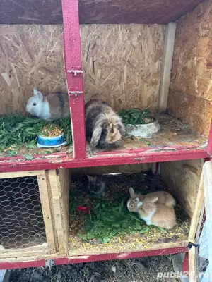 iepuras cap de leu - imagine 4