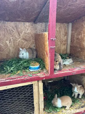 iepuras cap de leu - imagine 5