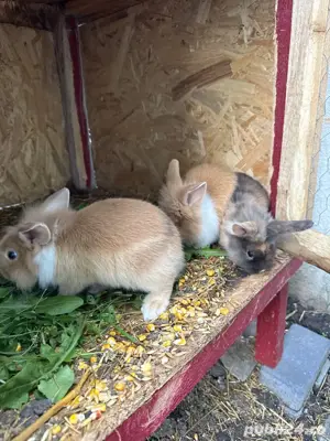 iepuras cap de leu - imagine 3