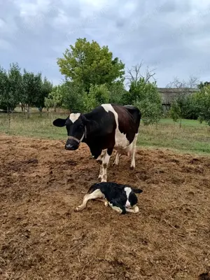 Vând vacă cu vițel 