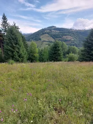 teren de vanzare in Comuna Vadu Motilor 5000mp pret 4euro mp