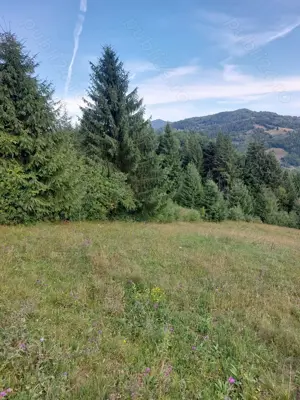 teren de vanzare in Comuna Vadu Motilor 5000mp pret 4euro mp - imagine 4