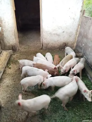 vand purcei  - imagine 2 vand purcei  - imagine 2