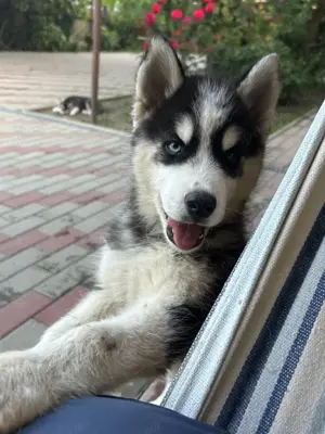 Pui Husky Siberian rasa pură 