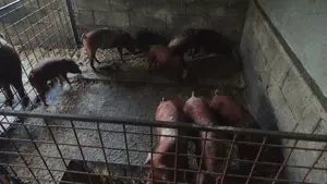 Porci duroc original și petrean