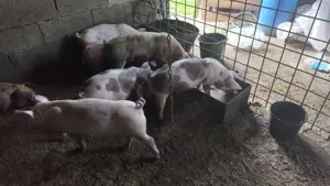 Porci duroc original și petrean - imagine 2