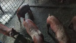 Porci duroc original și petrean - imagine 3