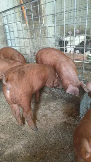 Porci duroc original și petrean - imagine 4