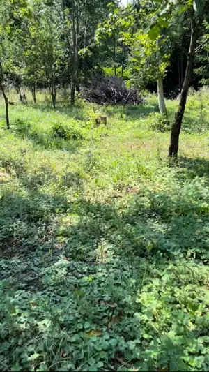 Teren de vânzare  550  mp  - Cicârlău - imagine 2