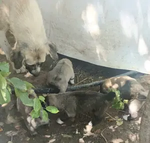 Vand pui ciobanesc Asia Centrală  - imagine 2