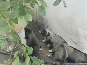 Vand pui ciobanesc Asia Centrală 