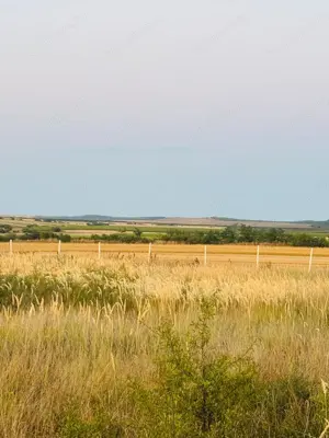 AV655 Teren-Balta 6.666mp, in Masloc-Alios, IDEAL INVESTITIE - imagine 8