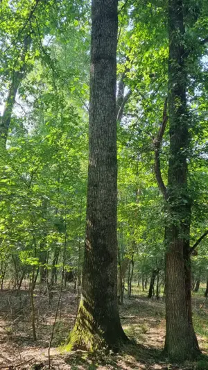 Vand teren forestier  padure 340 ha ,Dolj. - imagine 3