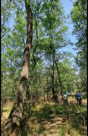 Vand teren forestier  padure 340 ha ,Dolj. - imagine 2