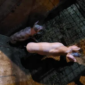 Purcei disponibili ,Dambovita comuna Poiana relati la telefon sunt intarxati si deparazitati conform - imagine 3