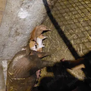 Purcei disponibili ,Dambovita comuna Poiana relati la telefon sunt intarxati si deparazitati conform - imagine 4