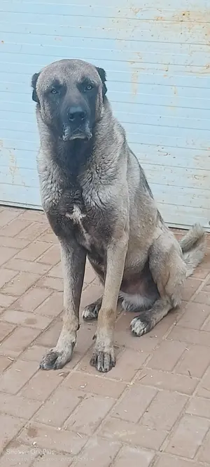 Kangal culoare lupie  - imagine 4