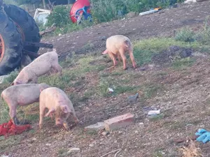 Porci de vânzare  lugoj