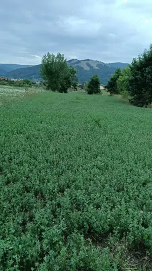 Vând teren intravilan în Dofteana, județul Bacău 2.039 mp,  cu dublu acces: DN12 și cale ferată - imagine 3