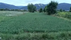 Vând teren intravilan în Dofteana, județul Bacău 2.039 mp,  cu dublu acces: DN12 și cale ferată - imagine 4