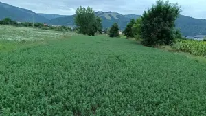 Vând teren intravilan în Dofteana, județul Bacău 2.039 mp,  cu dublu acces: DN12 și cale ferată - imagine 5