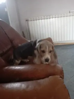 Beagle schema de vaccinare completa. - imagine 2