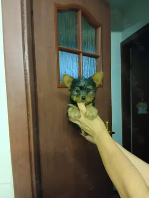 Yorkshire terrier toy . Poze reale!