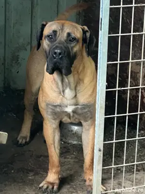 vand mascul presa canario