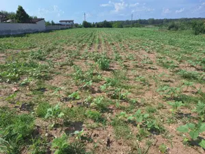 155000   - Izvorani, Ilfov - teren intravilan 3100 mp - imagine 4