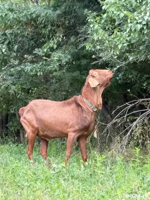 Capre de vanzare  - imagine 2 Capre de vanzare  - imagine 2