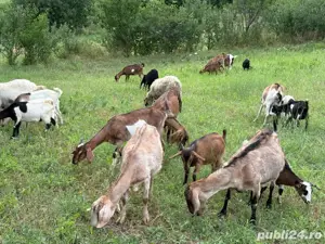 Capre de vanzare  - imagine 5 Capre de vanzare  - imagine 5