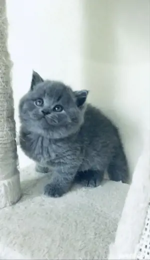 British Shorthair blue  - imagine 2
