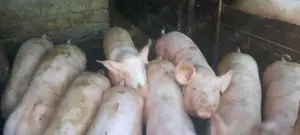 Vând porci 100 kg 15 lei kg