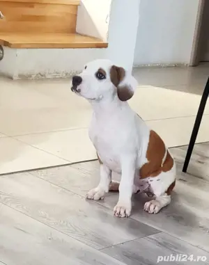 Puiuti Amstaff - imagine 2