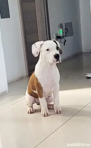 Puiuti Amstaff - imagine 3