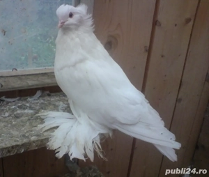 Porumbei uriasi maghiari diverse culori poze atasate,am tot timpu.