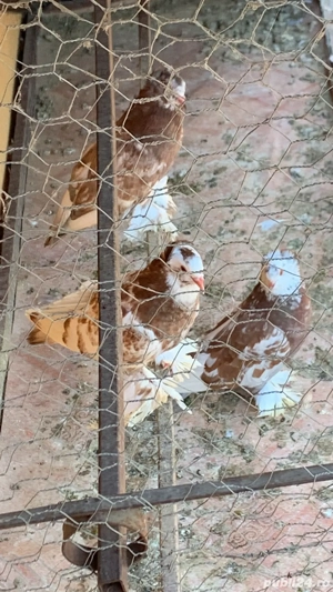 Porumbei uriasi maghiari diverse culori poze atasate,am tot timpu. - imagine 4