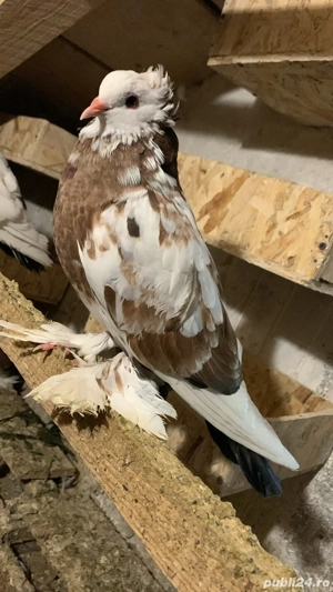 Porumbei uriasi maghiari diverse culori poze atasate,am tot timpu. - imagine 5
