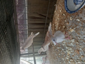 turturele (cucuruzi) - imagine 3 turturele (cucuruzi) - imagine 3