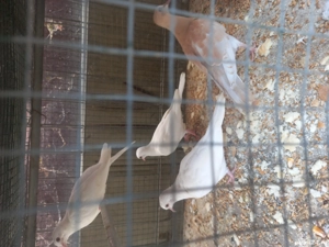 turturele (cucuruzi) - imagine 2 turturele (cucuruzi) - imagine 2