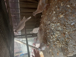 turturele (cucuruzi) - imagine 4 turturele (cucuruzi) - imagine 4