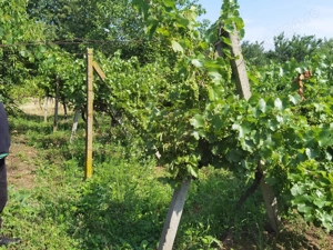 Vita de vie nobila 800m2 lângă Satu Mare la Viile Satu Mare